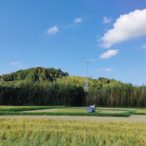 稲刈りの季節