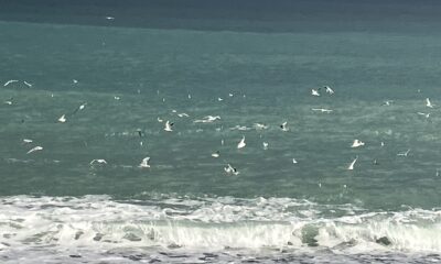 浜辺の鳥達大集合／千葉／鴨川／太海