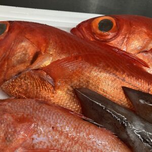 海のスーパーモデル〜金目鯛