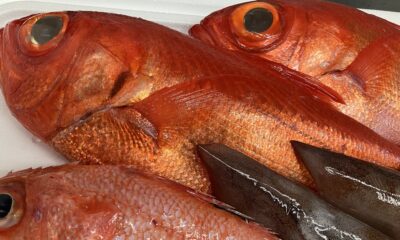 海のスーパーモデル〜金目鯛