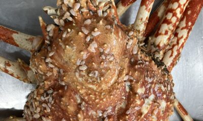 料理の美味しい宿/千葉/鴨川/オーベルジュ/海の幸/タカアシガニ/シェフの一品