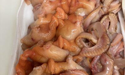貝類大集合/料理の美味しい宿/オーベルジュ/千葉/鴨川