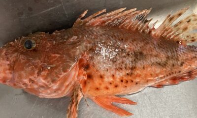 海の幸満載/オーベルジュ/料理の美味しい宿/魚と肉/洋食と和食/