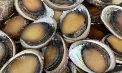 地貝/とこぶし/煮上がりました/房総の味/オーベルジュ/千葉/鴨川/料理の美味しい宿