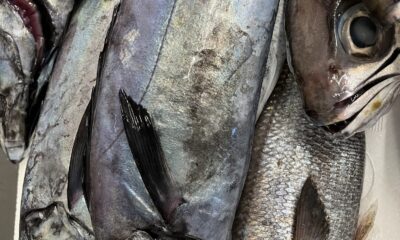 地魚/エンザラ/なめろう/絶品/オーベルジュ/千葉/鴨川/料理の美味しい宿