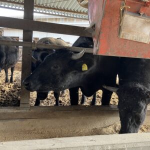 鴨川高梨牧場さんへ行って来ました/かずさ和牛/鴨川の素晴らしい和牛/シェフの新作に向けて/オーベルジュ/千葉県/鴨川/料理の美味しい宿