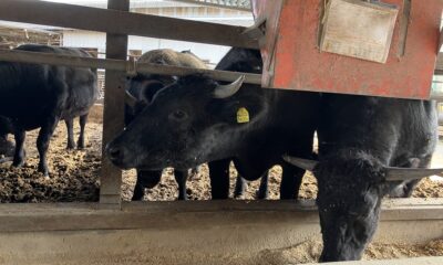 鴨川高梨牧場さんへ行って来ました/かずさ和牛/鴨川の素晴らしい和牛/シェフの新作に向けて/オーベルジュ/千葉県/鴨川/料理の美味しい宿