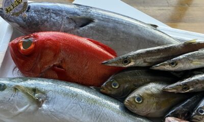 本日の魚🐟/大将厳選/地魚/冬は身が引き締まって魚が特に旨い/オーベルジュ/千葉/鴨川/料理の美味しい宿