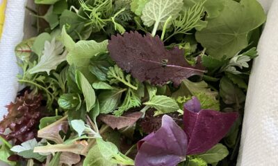 naeme farmers standさんへ行ってきました/ハーブ/サラダ/エディブルフラワー/カフェ/