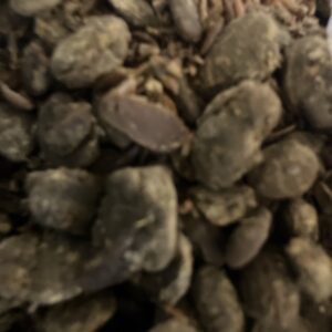 モロミ/手造り醤油/醪/シェフ👨🍳手造りモロミクッキー🍪/醪塩/発酵食品/健康/オーベルジュ/千葉/鴨川/料理の美味しい宿