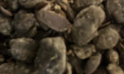 モロミ/手造り醤油/醪/シェフ👨‍🍳手造りモロミクッキー🍪/醪塩/発酵食品/健康/オーベルジュ/千葉/鴨川/料理の美味しい宿