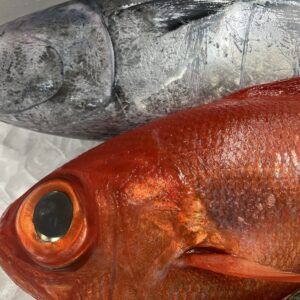 今日の大将厳選/鴨川産/金目鯛/イサキ/ソーダカツオ/和食/洋食/コラボコース/出来立てホヤホヤ/自家製手造り醤油でお召し上がりください/オーベルジュ/千葉/鴨川/料理の美味しい宿