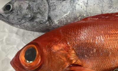 今日の大将厳選/鴨川産/金目鯛/イサキ/ソーダカツオ/和食/洋食/コラボコース/出来立てホヤホヤ/自家製手造り醤油でお召し上がりください/オーベルジュ/千葉/鴨川/料理の美味しい宿