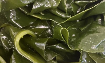 春の風物詩/新ワカメ/新ヒジキ/太海産/春がやって来ました/オーベルジュ/千葉/鴨川/料理の美味しい宿