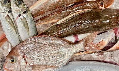 大将接近中ですが/本日の大将の仕入れ/定置網漁/オーベルジュ/千葉/鴨川/料理の美味しい宿
