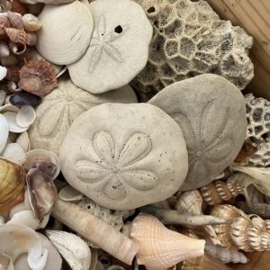 半世紀以上貝を集めた貝オバ様/絶滅危惧種的貝/今はもうみない貝/貝が好き/貝🐚好きと繋がりたい/オーベルジュ/千葉/鴨川