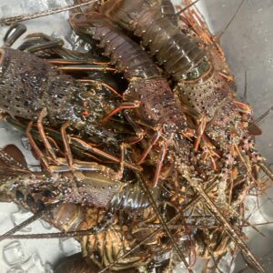 大将厳選/海の幸/和食/オーベルジュ/千葉/鴨川/料理の美味しい宿