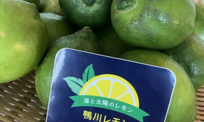 鴨川レモン/グリーンレモン/リノカレモン入荷/優しい爽やか味/安田園芸/kamoremi/オーベルジュ/千葉/鴨川